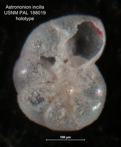 Astrononion ? incilis Lankford, 1973