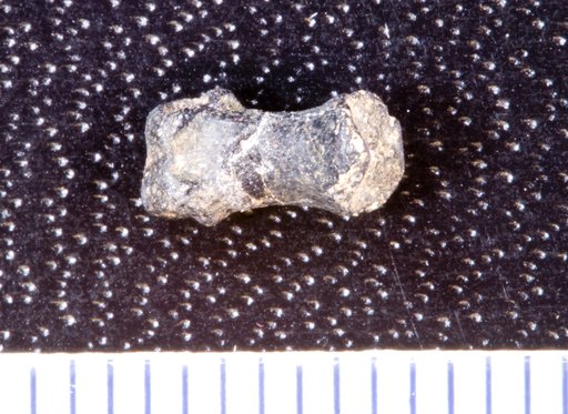 Genus sp