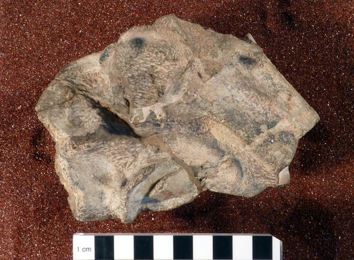 Lystrosaurus murrayi (Huxley, 1859)