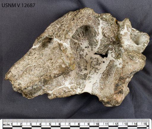 Lystrosaurus murrayi (Huxley, 1859)