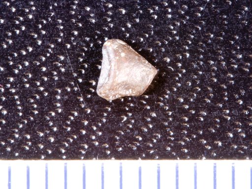 Genus sp