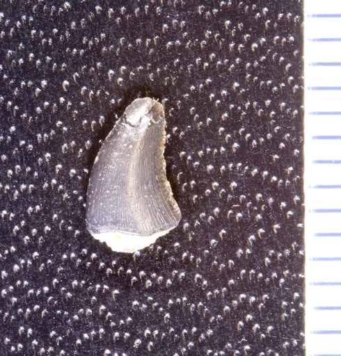 Genus sp
