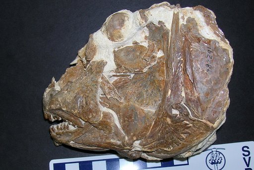 Genus sp