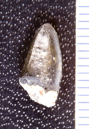 Genus sp
