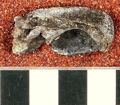 Aethocephalichthyes hyainarhinos Fielitz et al., 1999