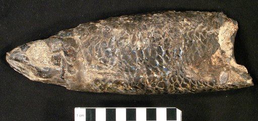 Paleoclupea dakotaensis Dante, 1942