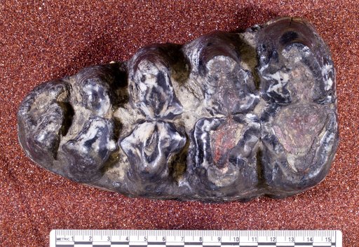 Mammut americanum (Kerr)