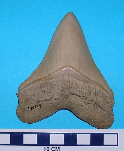 Carcharocles megalodon