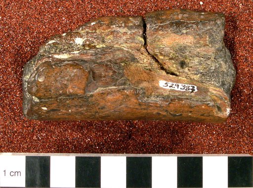 Genus sp