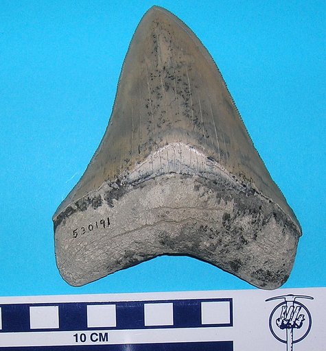 Carcharocles megalodon