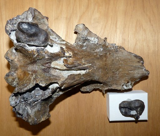 Albertocetus meffordorum
