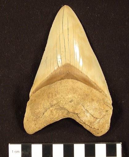 Carcharocles megalodon