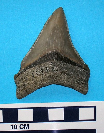 Carcharocles megalodon