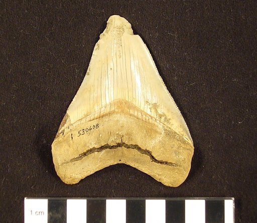 Carcharocles megalodon