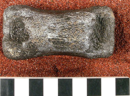 cf. Hypsibema crassicauda Cope, 1869