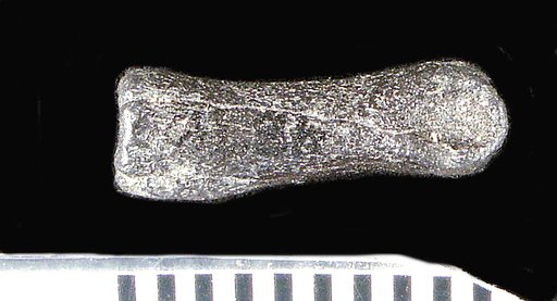 Genus sp