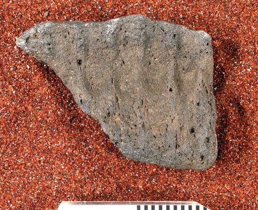 Genus sp