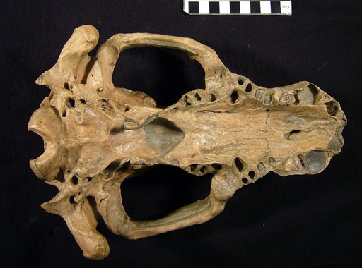 Kolponomos newportensis Tedford et al., 1994