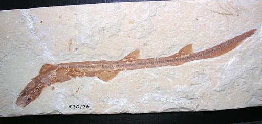 Genus sp
