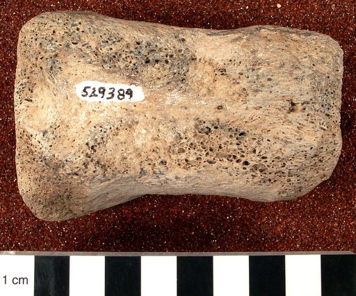 Genus sp