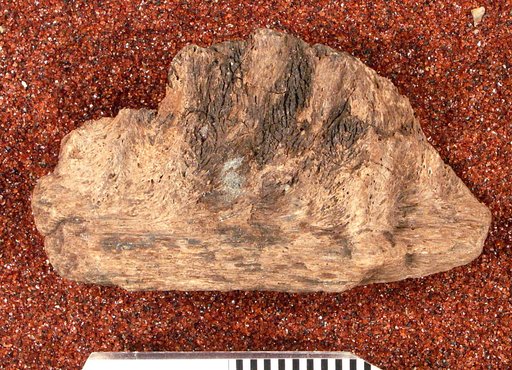 Genus sp