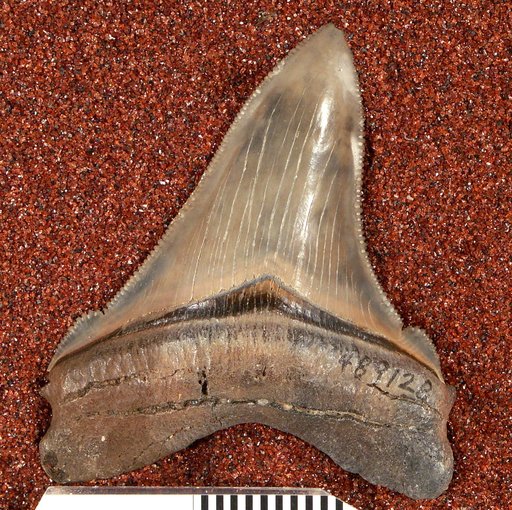Carcharocles megalodon