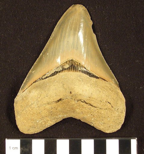 Carcharocles megalodon