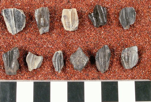 Genus sp