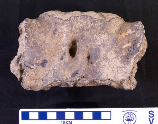Genus sp