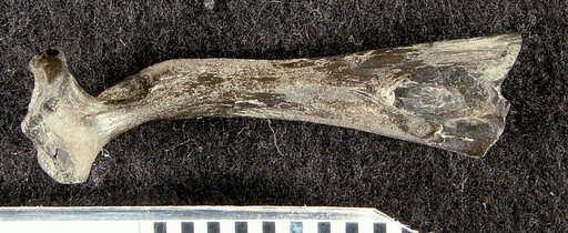 Sullivanichthys mccloskeyi Weems, 1999