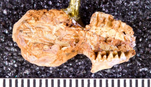 Eptesicus grandis (Brown)