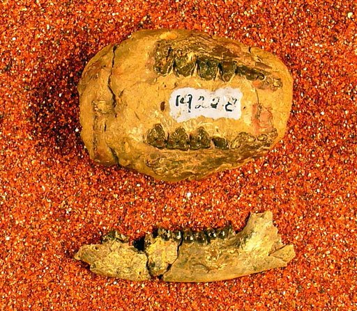 Diacodexis metsiacus (Cope)
