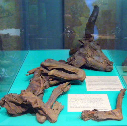 Bison priscus Bojanus