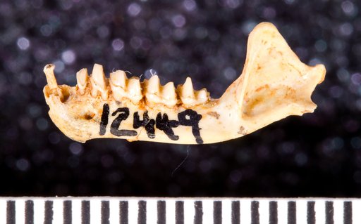 Eptesicus grandis (Brown)