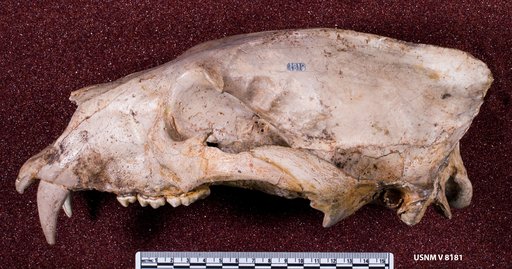 Euarctos vitabilis (Gidley)