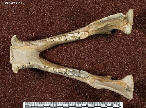 Euarctos vitabilis (Gidley)