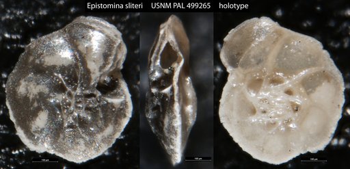 Epistomina sliteri Olsson, 1999