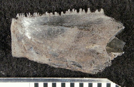 Sullivanichthys mccloskeyi Weems, 1999