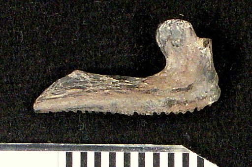 Cyclopoma folmeri Weems, 1999