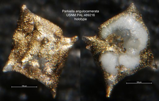 Parkiella angulocamerata Widmark & Kucera, 1998