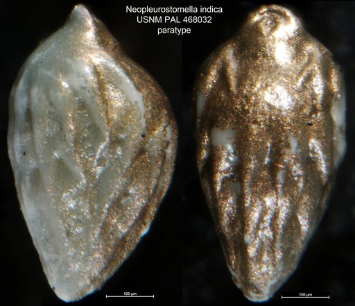 Neopleurostomella indica Srinivasan & Rai, 1992