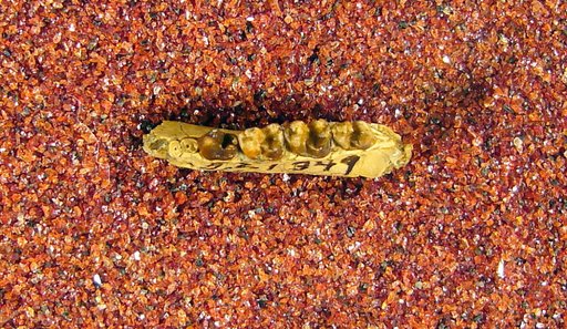 Microsyops cardiorestes Gunnell