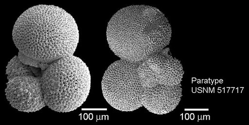 Parasubbotina eoclava Coxall et al., 2003