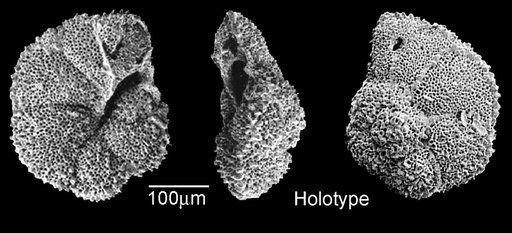 Morozovella allisonensis Kelly et al., 1998