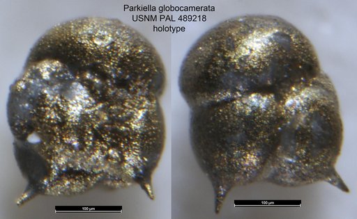 Parkiella globocamerata Widmark & Kucera, 1998