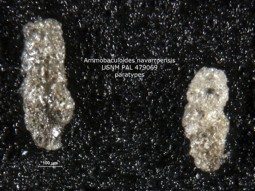 Ammobaculoides navarroensis Plummer, 1932