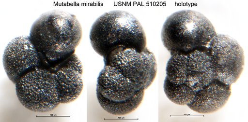 Mutabella mirabilis Pearson et al., 2001