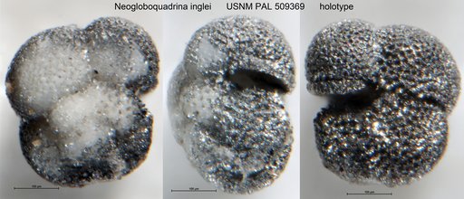 Neogloboquadrina inglei Kucera & Kennett, 2000