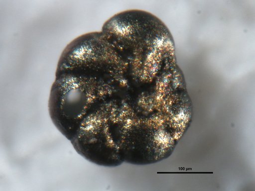 Ammonia tepida (Cushman, 1926)