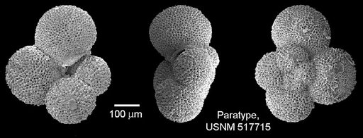 Parasubbotina eoclava Coxall et al., 2003